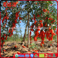 Goji fruit benefits onde comprar goji berry onde encontrar goji berry